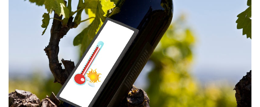 Comment assurer les fermentations de vos vins rouges en cas de degrés élevés ?